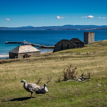 Cape Barren Geese, Maria Island, Tasmania, Australia