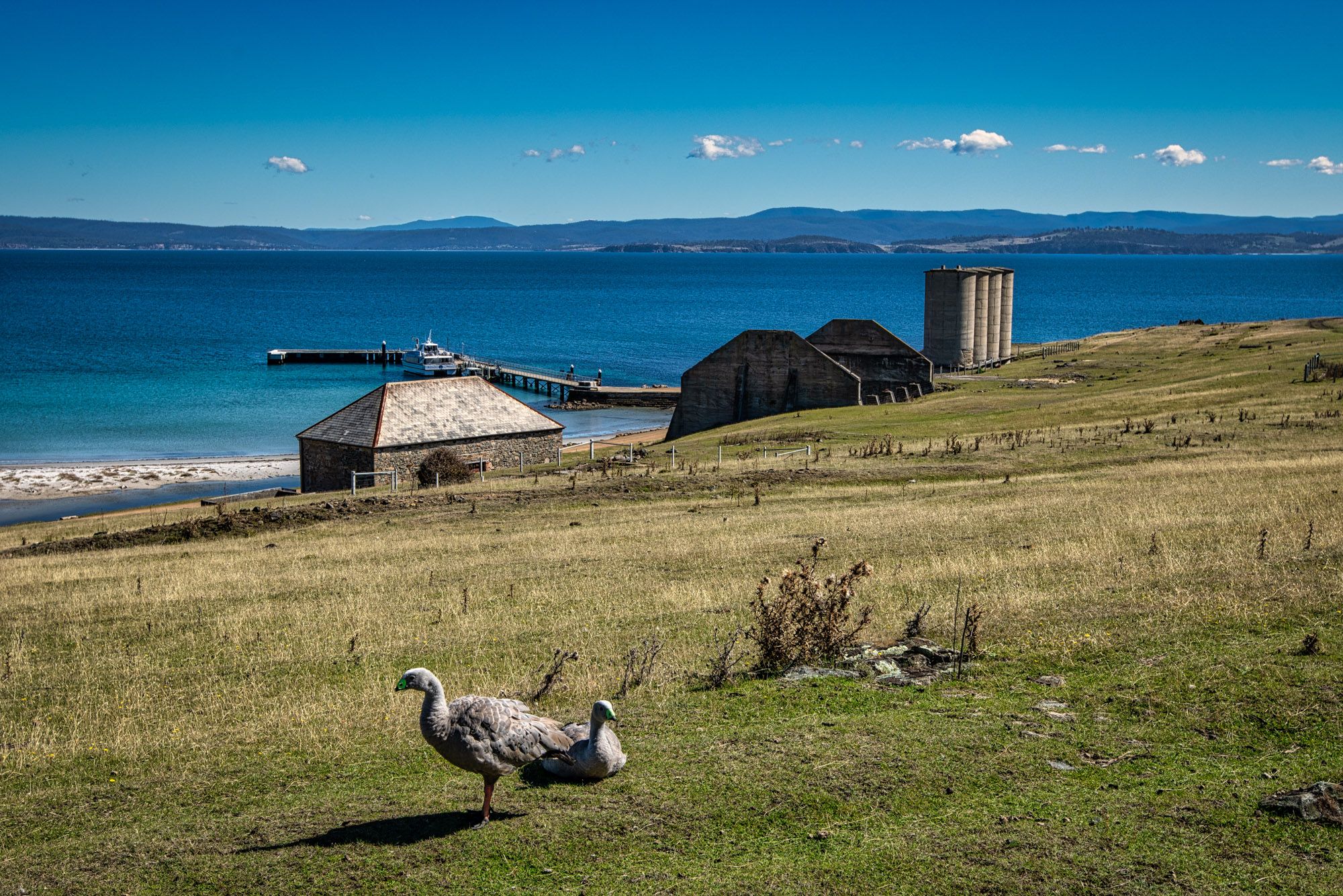 Cape Barren Geese, Maria Island, Tasmania, Australia