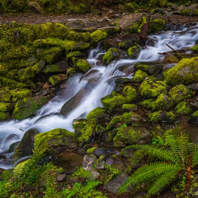 Creek along the Sol Duc Falls Trail, USA