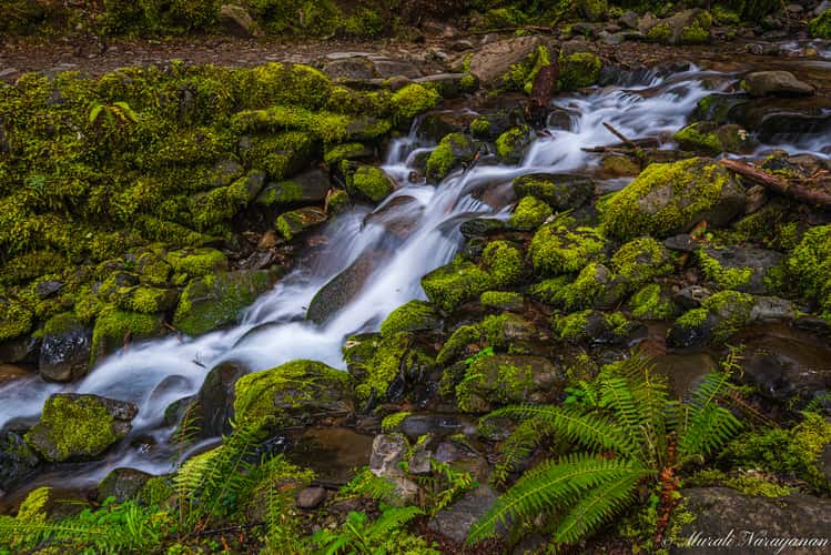 Creek along the Sol Duc Falls Trail
