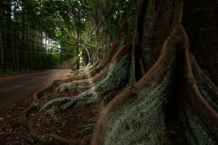 Fig Trees, Rocky Point, Norfolk Island.