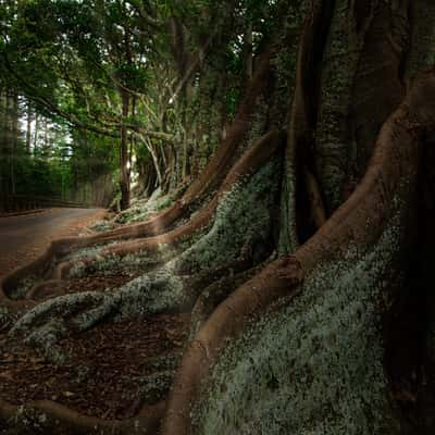 Fig Trees, Rocky Point, Norfolk Island., Norfolk Island