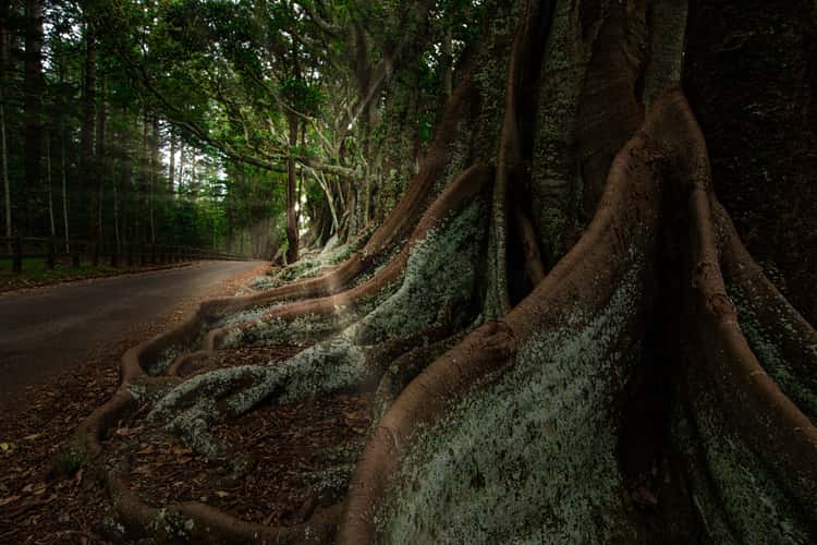 Fig Trees, Rocky Point, Norfolk Island.