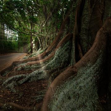 Fig Trees, Rocky Point, Norfolk Island., Norfolk Island