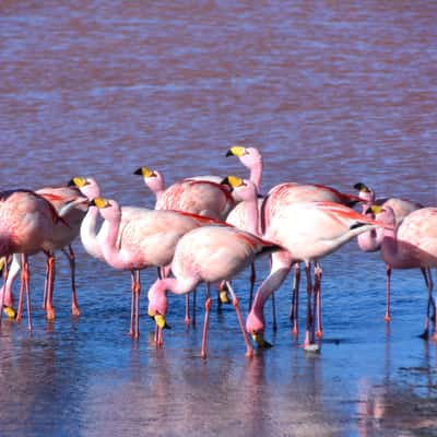 Flamingos at Laguna Colorada, Bolivia