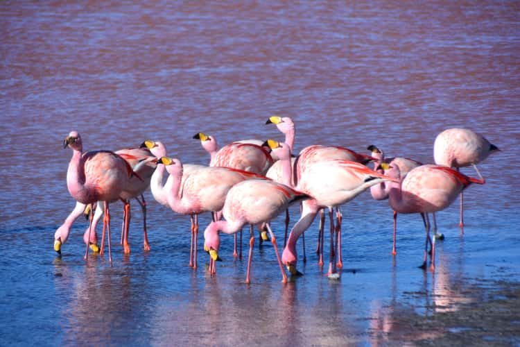 Flamingos at Laguna Colorada