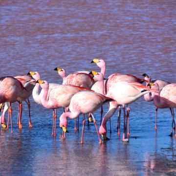 Flamingos at Laguna Colorada, Bolivia