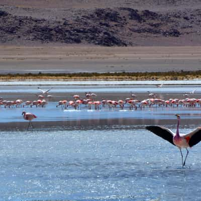 Flamingos at Laguna Hedionda, Bolivia