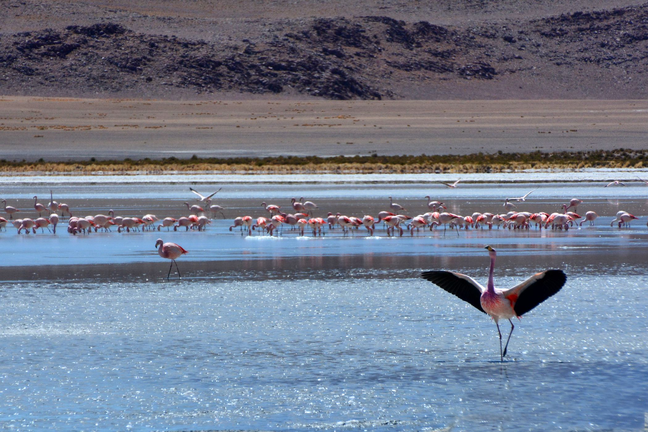 Flamingos at Laguna Hedionda, Bolivia