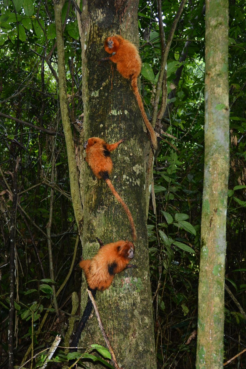 golden lion tamarin free in nature, Brazil