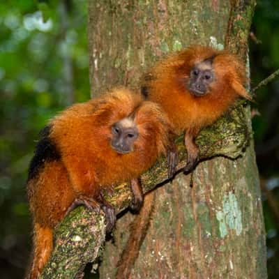 golden lion tamarin free in nature, Brazil