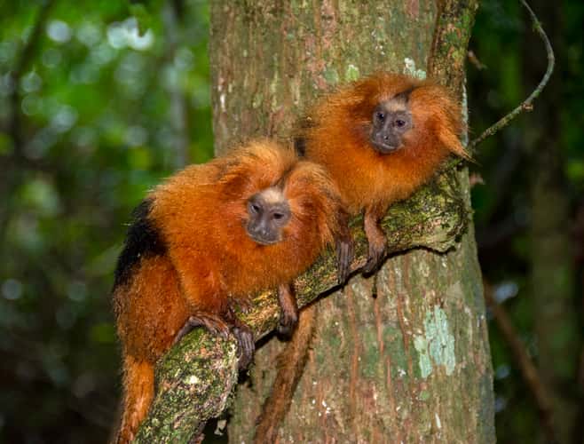 golden lion tamarin free in nature
