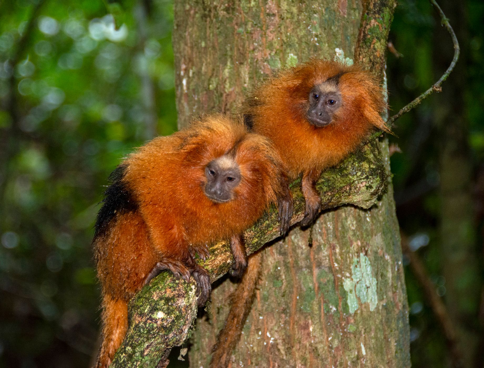golden lion tamarin free in nature, Brazil