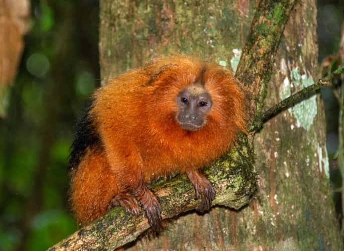 golden lion tamarin free in nature