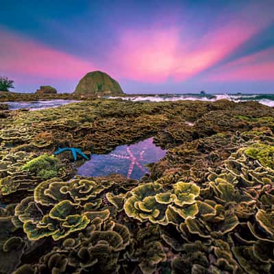 Coral reefs at Hon Yen, Vietnam