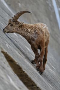 Ibex on dam