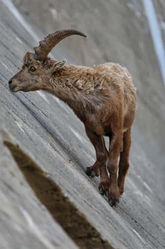 Ibex on dam