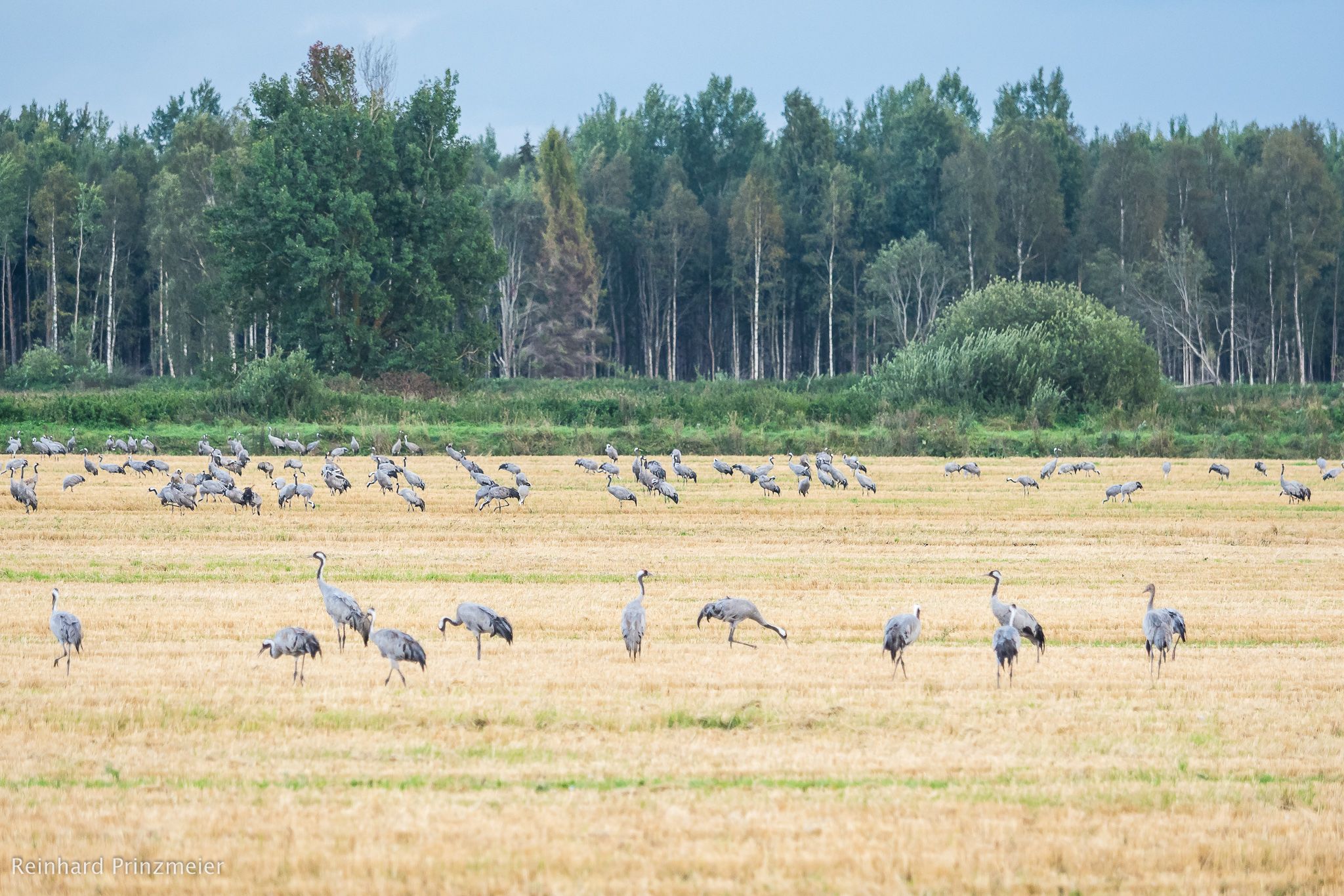 Kvismaren Nature Reserve, Sweden
