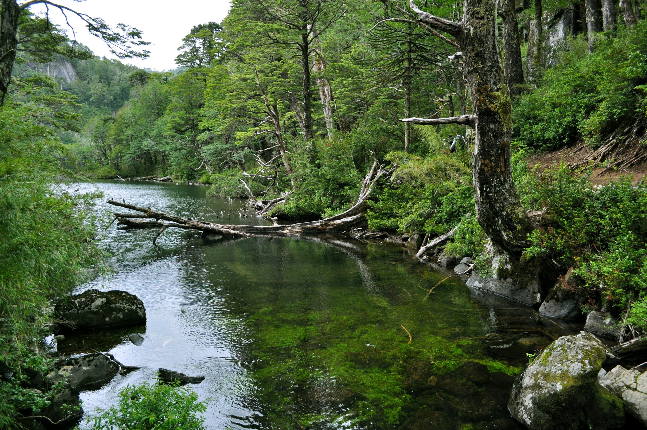 Laguna el Toro, Chile