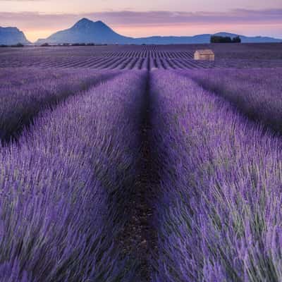 Lavender fields with building, France