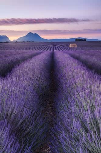 Lavender fields with building