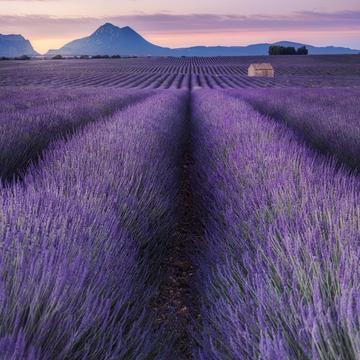 Lavender fields with building, France