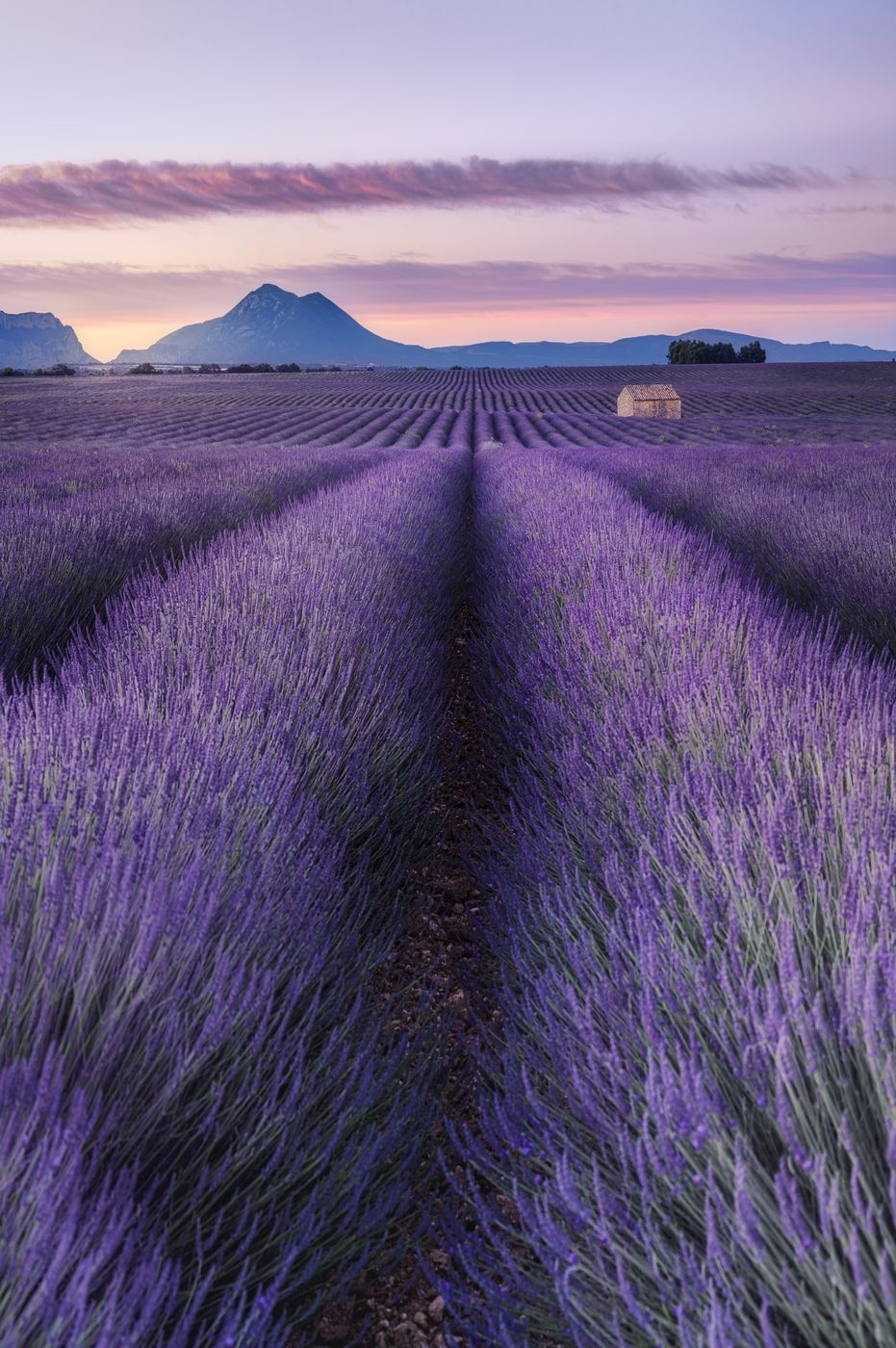 Lavender fields with building, France