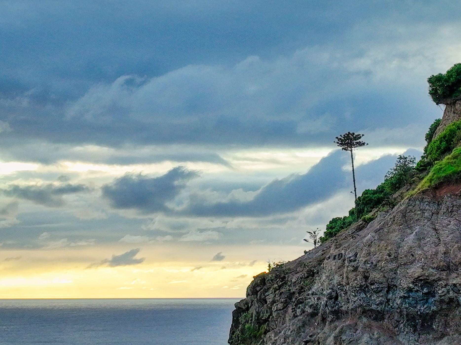 Lone tree Cascade Bay, Norfolk Island, Norfolk Island