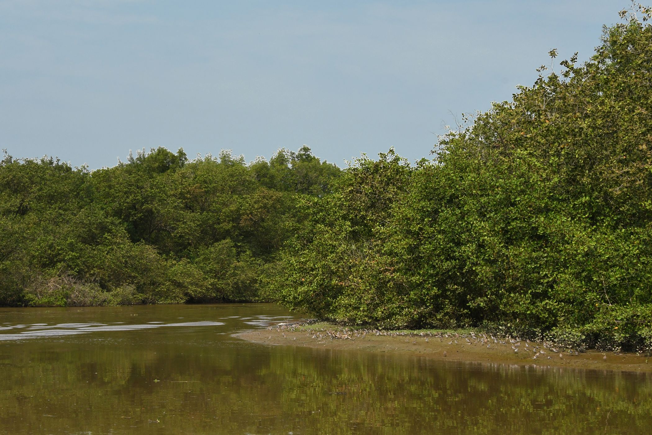Macacu River, Brazil