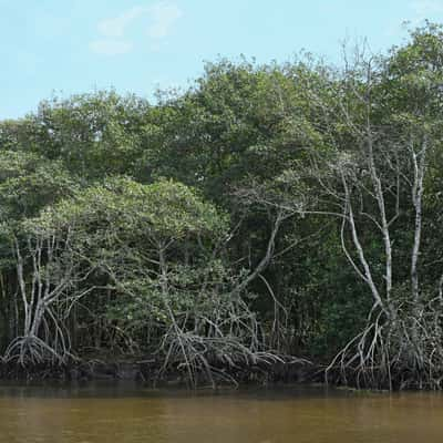 Macacu River, Brazil