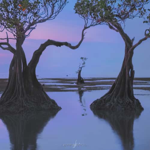 Mangrove Trees of Walakiri Beach