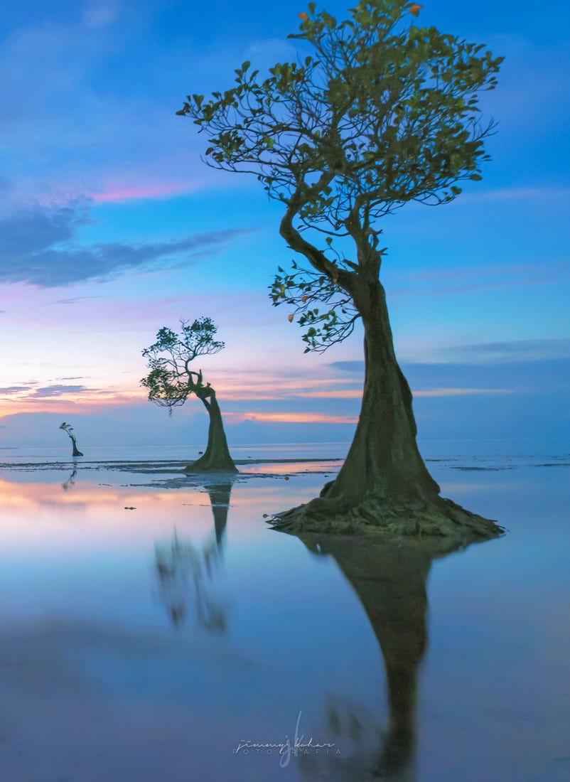 Mangrove Trees of Walakiri Beach, Indonesia