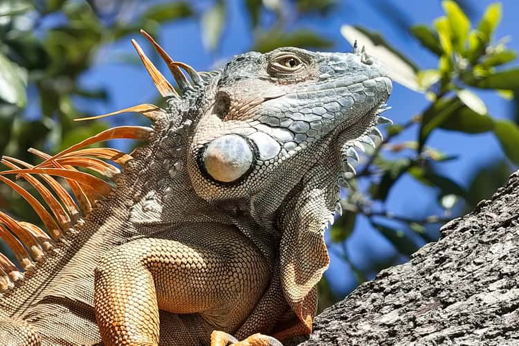 Miami, the iguana of Brickell Park