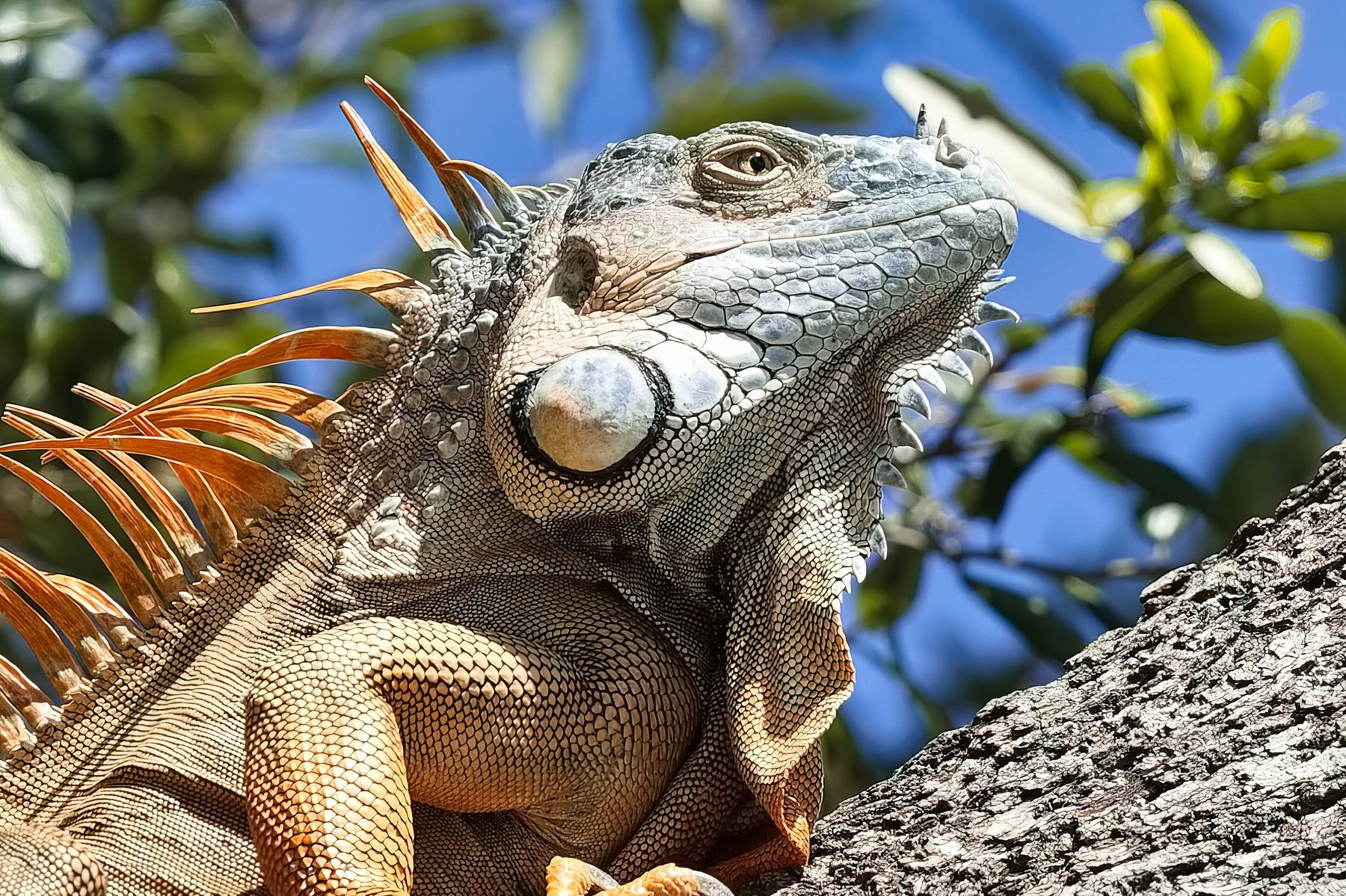 Miami, the iguana of Brickell Park, USA