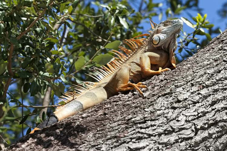 Miami, the iguana of Brickell Park
