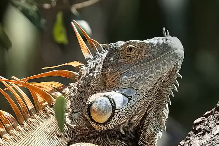 Miami, the iguana of Brickell Park