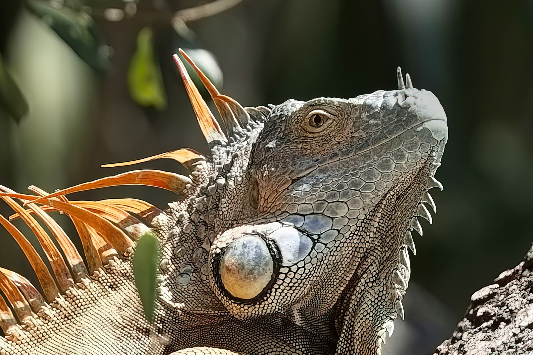 Miami, the iguana of Brickell Park, USA