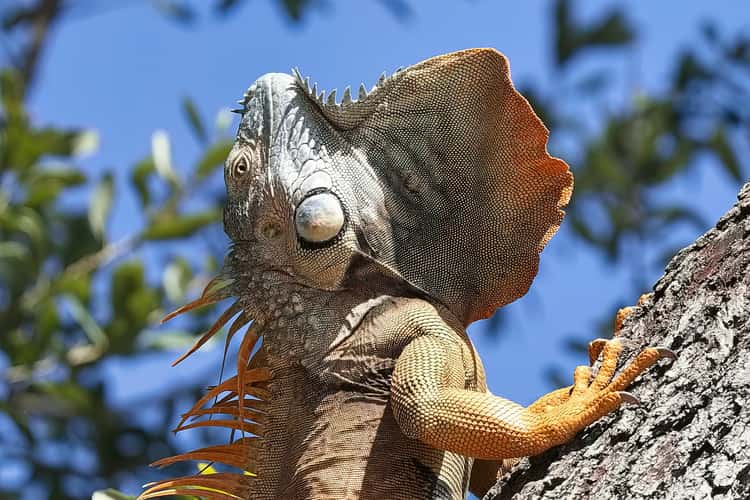 Miami, the iguana of Brickell Park