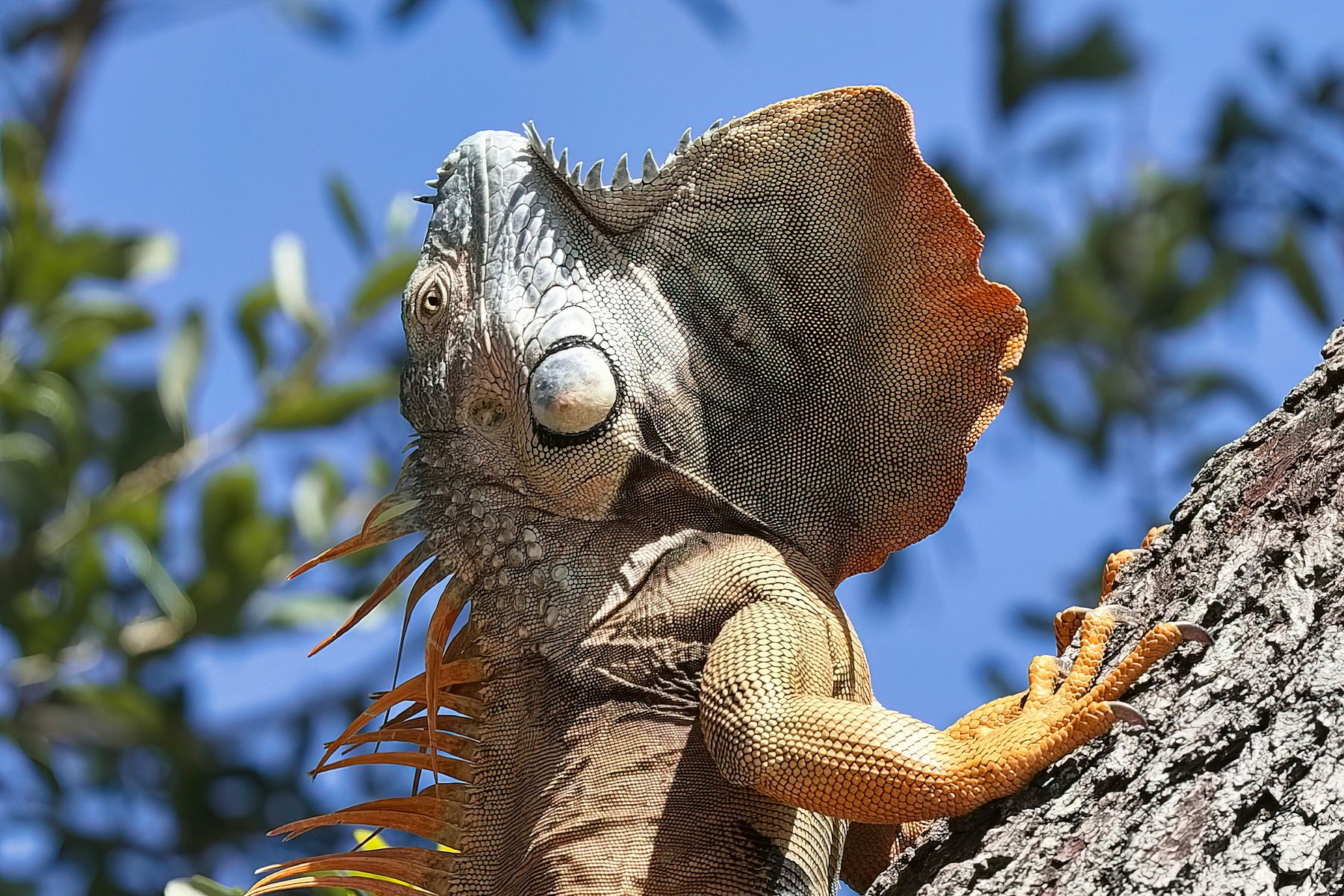 Miami, the iguana of Brickell Park, USA