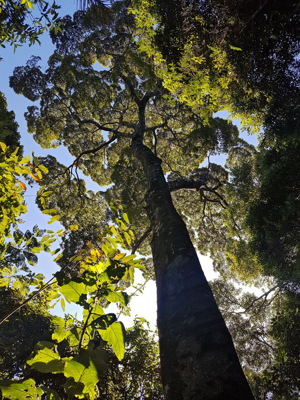 Pedra da Gávea, Brazil