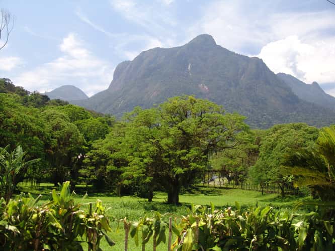 Raiz da Serra
