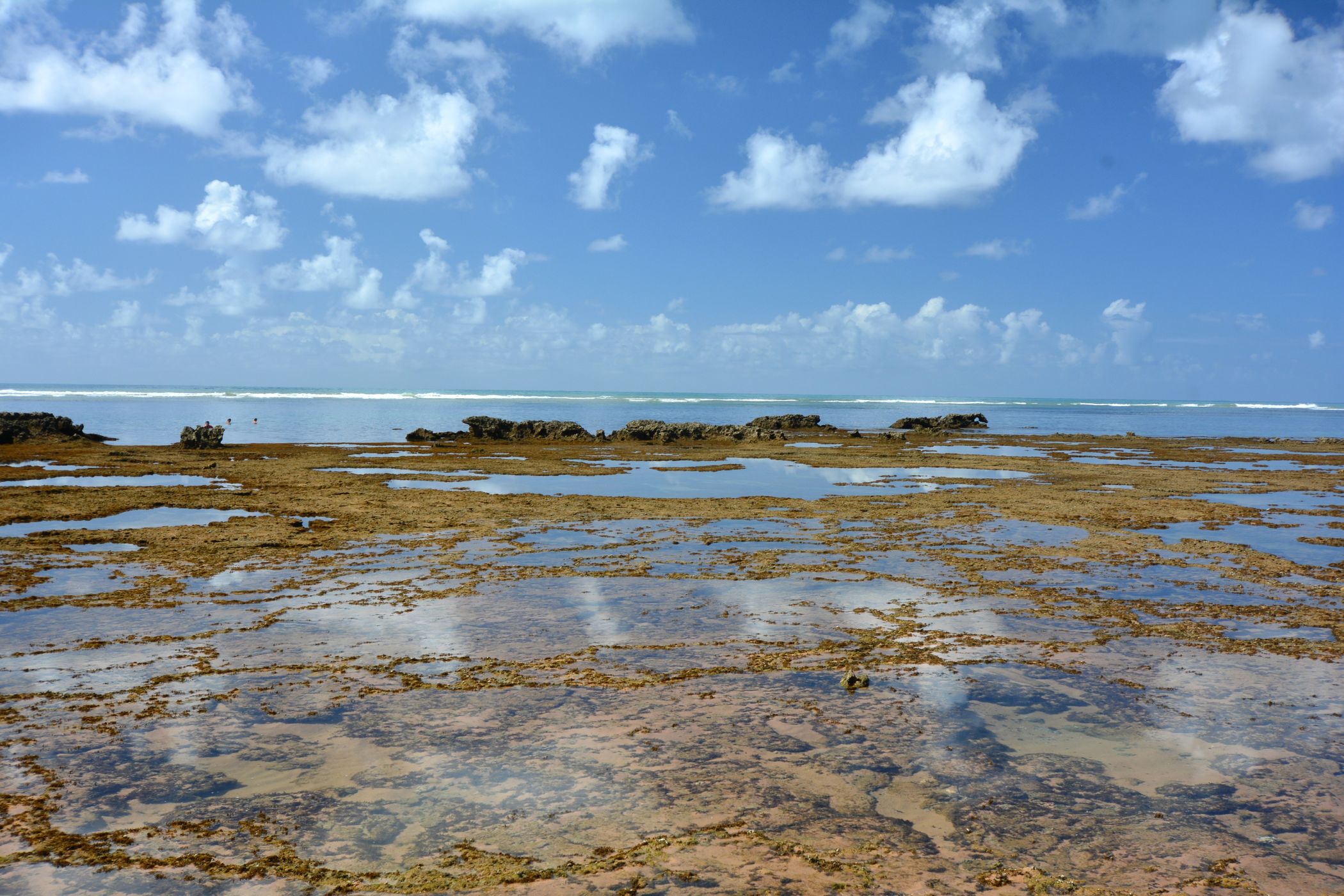 Reefs at Praia do Forte, Brazil
