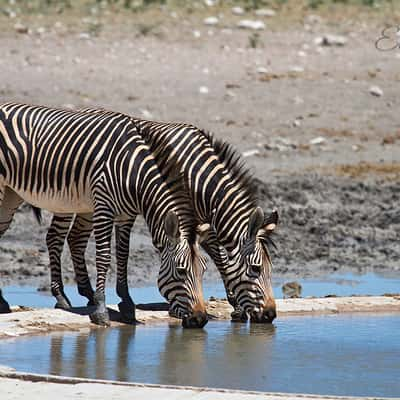 Renostervlei Waterhole, Namibia