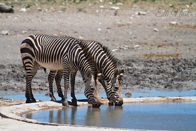 Renostervlei Waterhole