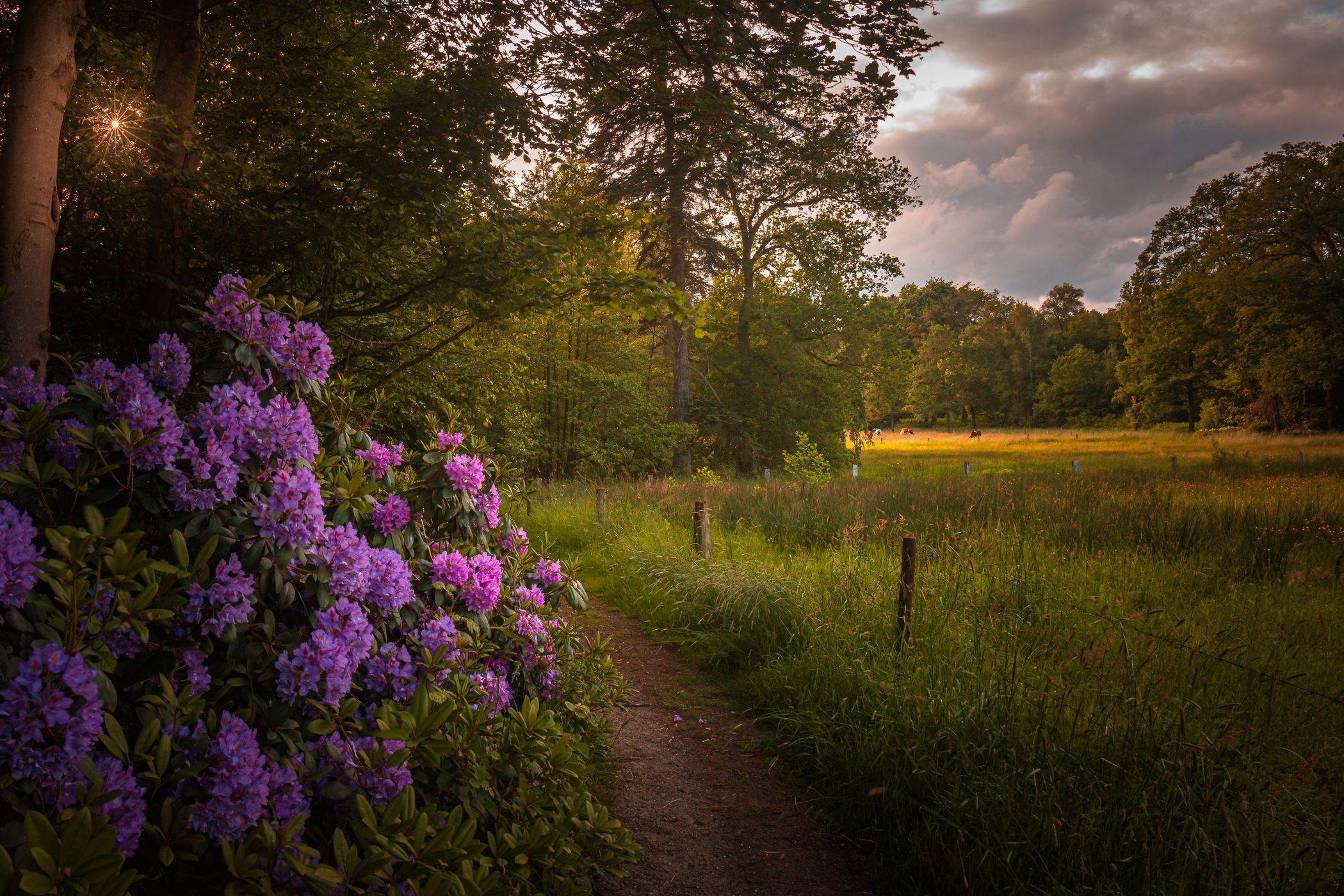 rhododendron laan, Netherlands