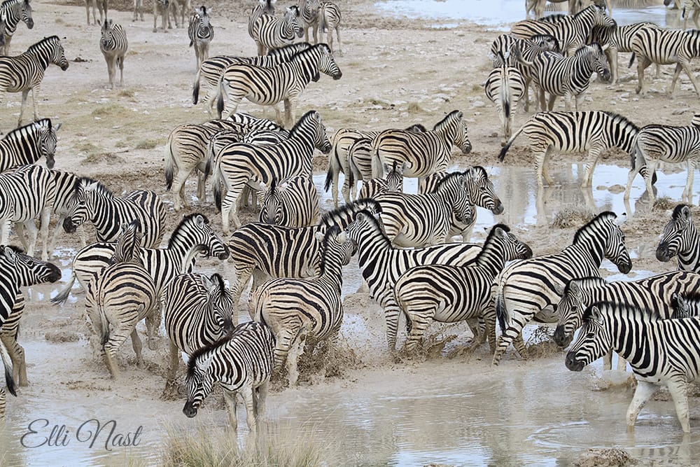 Salvadora, Namibia