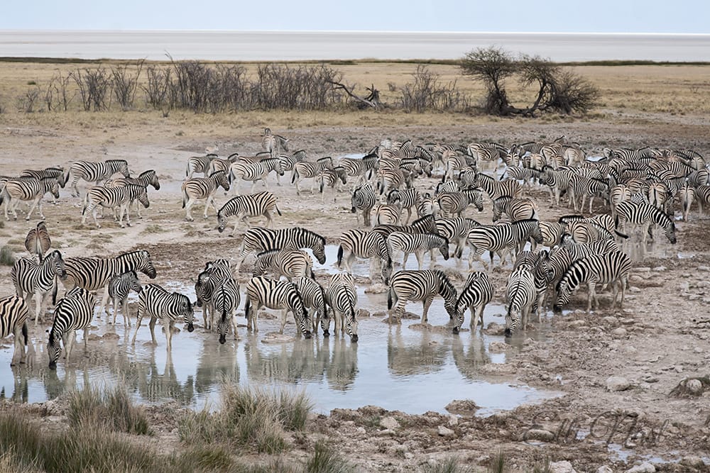 Salvadora, Namibia