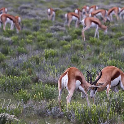 Savanna between Leeupan and m'Bari, Namibia