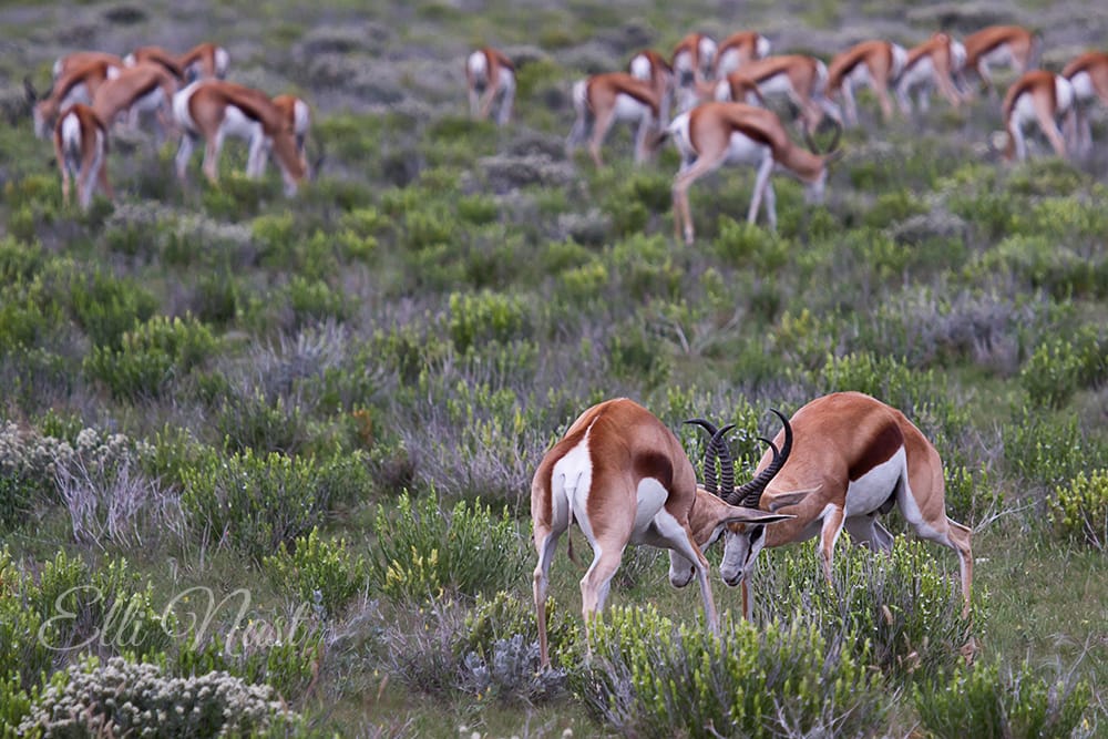 Savanna between Leeupan and m'Bari, Namibia