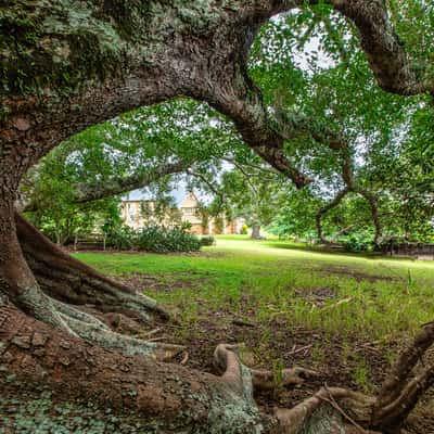 St Barnabas Chapel tree, Norfolk Island, Norfolk Island